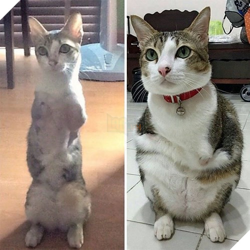 Cô đã đặt tên cho chú mèo là Able vì với chú, không gì là không thể. 'Lần đầu gặp Able, tôi cảm thấy thêm năng lượng và niềm tin trong cuộc sống', Walai Sriboonvorakul chia sẻ.