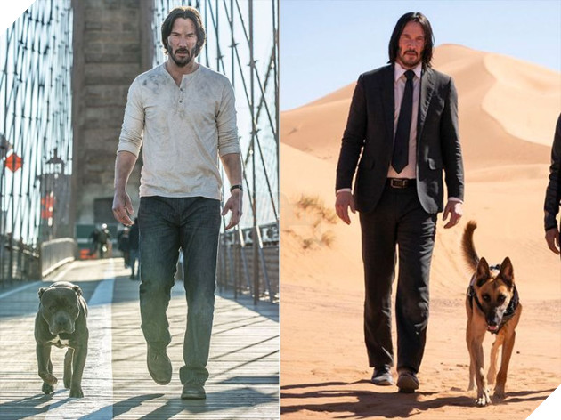 John Wick: Tiết lộ nguyên nhân vì sao chú chó yêu của Wick phải chết?  4