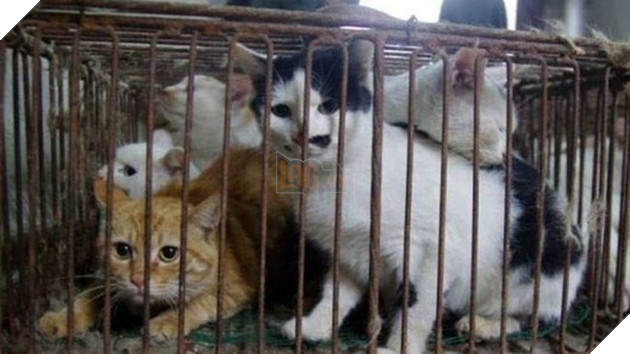 Liên minh bảo vệ chó châu Á đề nghị Việt Nam cấm giết mổ và tiêu thụ thịt chó, mèo 3