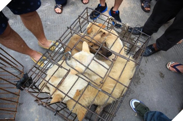 Liên minh bảo vệ chó châu Á đề nghị Việt Nam cấm giết mổ và tiêu thụ thịt chó, mèo 2