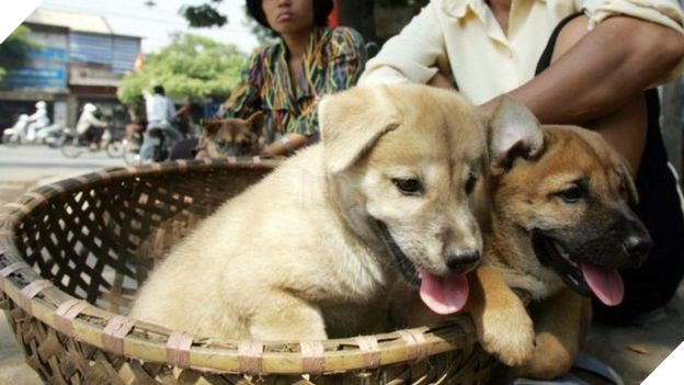 Liên minh bảo vệ chó châu Á đề nghị Việt Nam cấm giết mổ và tiêu thụ thịt chó, mèo 4