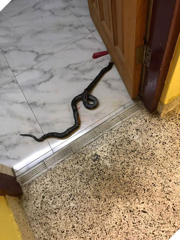 H&#236;nh ảnh ch&#250; ch&#243; hi sinh th&#226;n m&#236;nh để cứu gia đ&#236;nh chủ khỏi rắn độc khiến ai cũng phải x&#243;t xa - Ảnh 2.