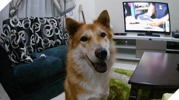 Hình ảnh chó cưng hi sinh thân mình để cứu gia đình khỏi rắn độc khiến trái tim bao người thắt lại vì thương xót  - Ảnh 1.