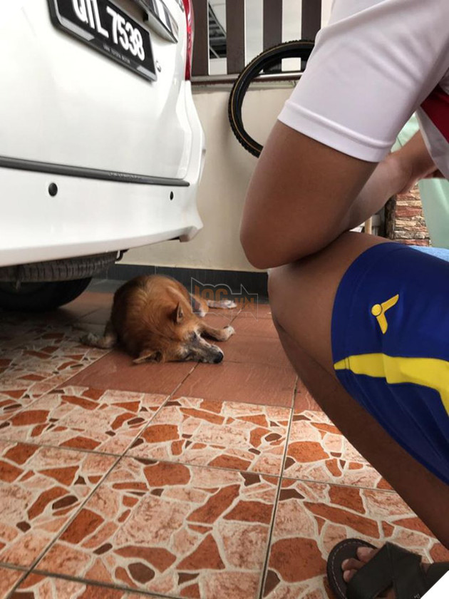 H&#236;nh ảnh ch&#250; ch&#243; hi sinh th&#226;n m&#236;nh để cứu gia đ&#236;nh chủ khỏi rắn độc khiến ai cũng phải x&#243;t xa - Ảnh 2.