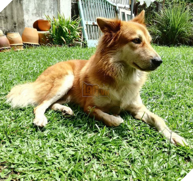 Hình ảnh chó cưng hi sinh thân mình để cứu gia đình khỏi rắn độc khiến trái tim bao người thắt lại vì thương xót  - Ảnh 3.