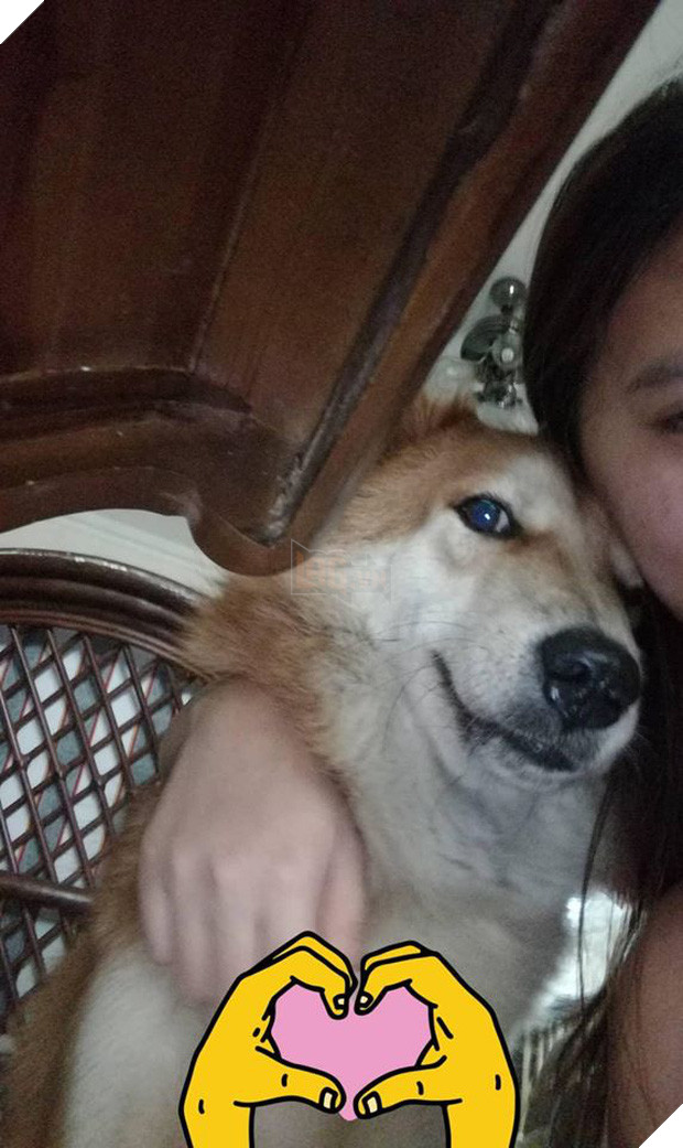 Hình ảnh chó cưng hi sinh thân mình để cứu gia đình khỏi rắn độc khiến trái tim bao người thắt lại vì thương xót  - Ảnh 4.