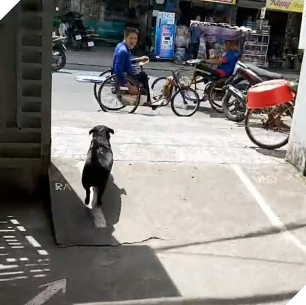 CLIP: “Rụng tim” với chú chó xoáy Phú Quốc thay chủ tật nguyền xếp hàng nhận gạo - Ảnh 4.