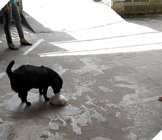 CLIP: “Rụng tim” với chú chó xoáy Phú Quốc thay chủ tật nguyền xếp hàng nhận gạo - Ảnh 3.