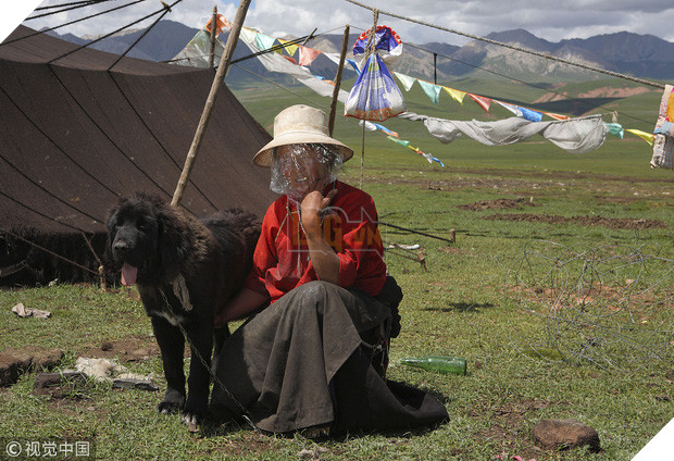 Câu chuyện buồn về cơn sốt chó ngao Tây Tạng: Từ thần khuyển chục tỷ đồng đến bầy chó hoang hàng vạn con bị ruồng bỏ - Ảnh 1.