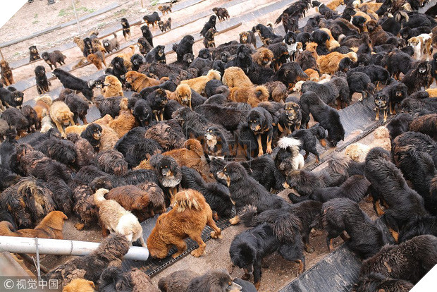 Câu chuyện buồn về cơn sốt chó ngao Tây Tạng: Từ thần khuyển chục tỷ đồng đến bầy chó hoang hàng vạn con bị ruồng bỏ - Ảnh 4.