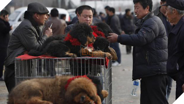 C&#226;u chuyện buồn về \&amp;apos;cơn sốt\&amp;apos; ch&#243; ngao T&#226;y Tạng: Từ thần khuyển chục tỷ đồng đến bầy ch&#243; hoang h&#224;ng vạn con bị ruồng bỏ - Ảnh 3.