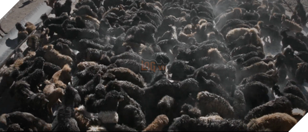 C&#226;u chuyện buồn về \&amp;apos;cơn sốt\&amp;apos; ch&#243; ngao T&#226;y Tạng: Từ thần khuyển chục tỷ đồng đến bầy ch&#243; hoang h&#224;ng vạn con bị ruồng bỏ - Ảnh 3.