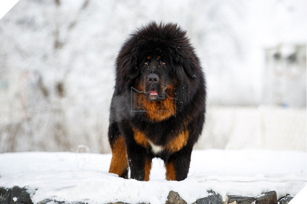 C&#226;u chuyện buồn về \&amp;apos;cơn sốt\&amp;apos; ch&#243; ngao T&#226;y Tạng: Từ thần khuyển chục tỷ đồng đến bầy ch&#243; hoang h&#224;ng vạn con bị ruồng bỏ - Ảnh 2.