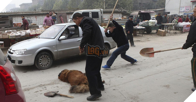 C&#226;u chuyện buồn về \&amp;apos;cơn sốt\&amp;apos; ch&#243; ngao T&#226;y Tạng: Từ thần khuyển chục tỷ đồng đến bầy ch&#243; hoang h&#224;ng vạn con bị ruồng bỏ - Ảnh 3.