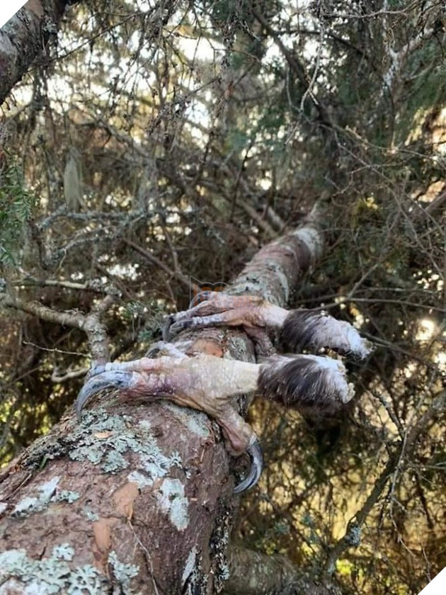 Loạt ảnh thiên nhiên kỳ lạ version phim kinh dị khiến người xem nổi da gà  12