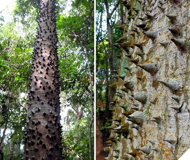 Loạt ảnh thiên nhiên kỳ lạ version phim kinh dị khiến người xem nổi da gà  7