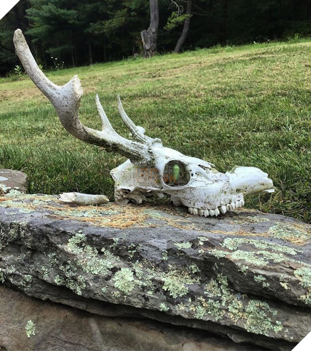 Loạt ảnh thiên nhiên kỳ lạ version phim kinh dị khiến người xem nổi da gà  3