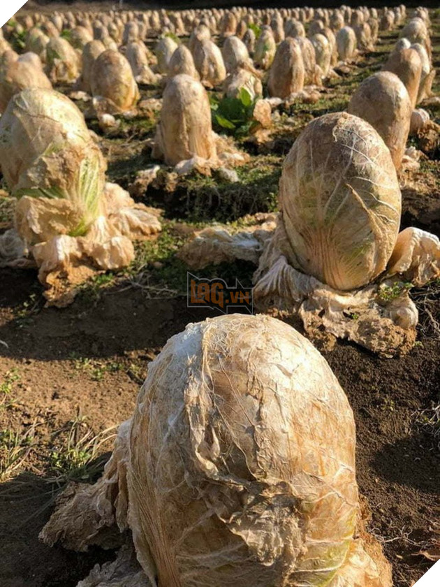 Loạt ảnh thiên nhiên kỳ lạ version phim kinh dị khiến người xem nổi da gà  5