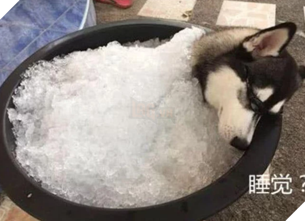 Erha tears down the house all day long, the master buries it in the ice, master: give it away