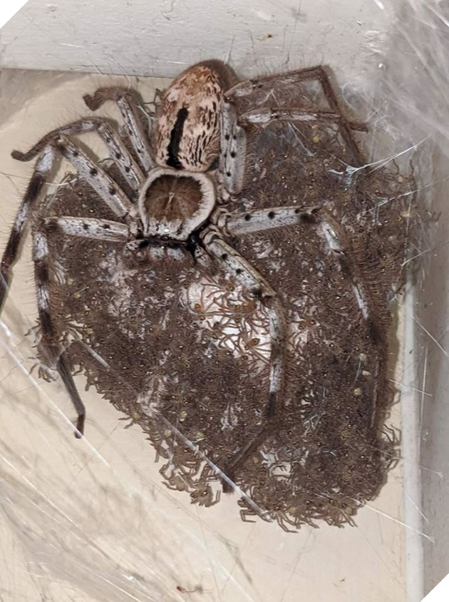 Loạt ảnh thiên nhiên kỳ lạ version phim kinh dị khiến người xem nổi da gà  10