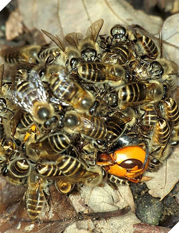 Loạt ảnh thiên nhiên kỳ lạ version phim kinh dị khiến người xem nổi da gà  6