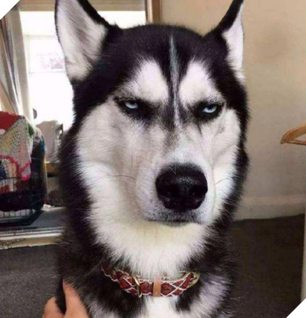 Erha tears down the house all day long, the master buries it in the ice, master: give it away