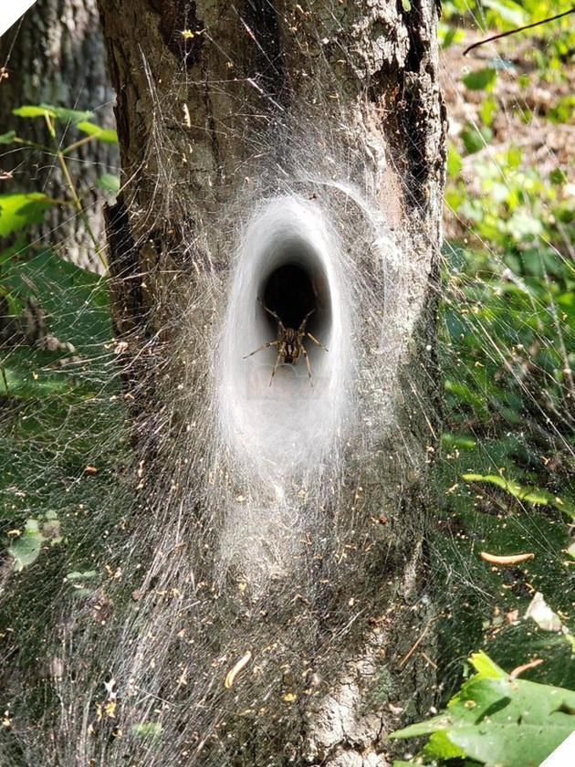 Loạt ảnh thiên nhiên kỳ lạ version phim kinh dị khiến người xem nổi da gà  9