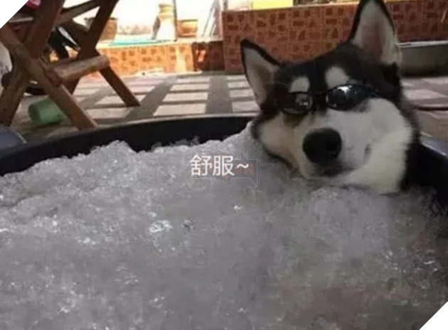 Erha tears down the house all day long, the master buries it in the ice, master: give it away