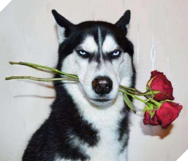 Erha tears down the house all day long, the master buries it in the ice, master: give it away