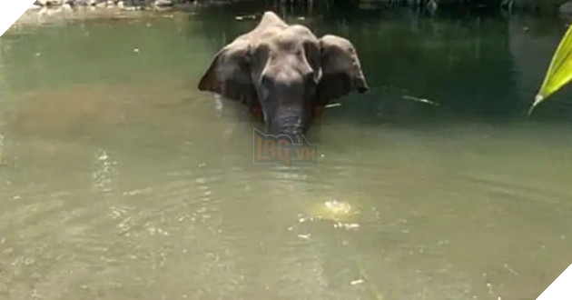 Họa sĩ trên khắp thế giới vẽ lại hình ảnh cô voi đang mang ᴛʜаі, bị dân lừa ăn quả dứa chứa pháo phát nổ rồi qua đời 2