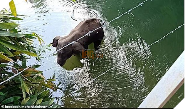 Họa sĩ trên khắp thế giới vẽ lại hình ảnh cô voi đang mang ᴛʜаі, bị dân lừa ăn quả dứa chứa pháo phát nổ rồi qua đời 3