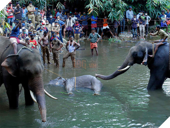 Voi mang thai chết vì ăn trái cây nhét pháo bên trong - Ảnh 1.