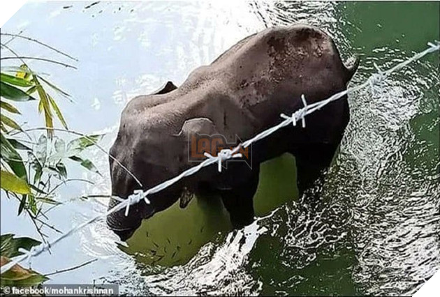 Họa sĩ trên khắp thế giới vẽ lại hình ảnh cô voi đang mang ᴛʜаі, bị dân lừa ăn quả dứa chứa pháo phát nổ rồi qua đời