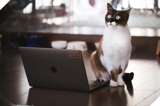 Nhật Bản: Họp từ xa xong sếp vẫn bắt online chỉ để ngắm mèo nhà nhân viên - Ảnh 1.