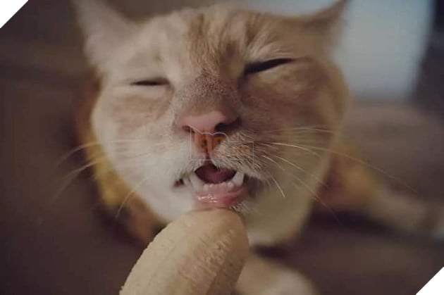 Bậc nhất tiểu tam tung bộ ảnh ăn chuối nhạy cảm gây sốt cộng đồng mạng