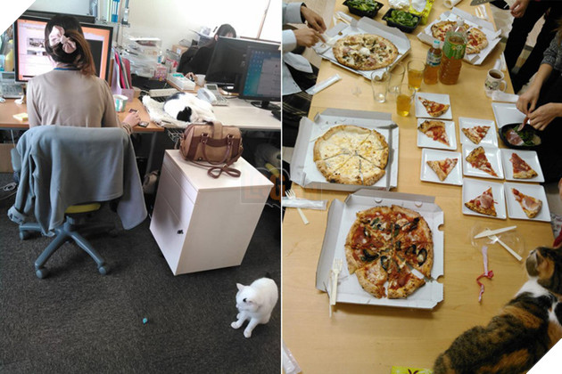 Nhật Bản: Họp từ xa xong sếp vẫn bắt online chỉ để ngắm mèo nhà nhân viên - Ảnh 3.