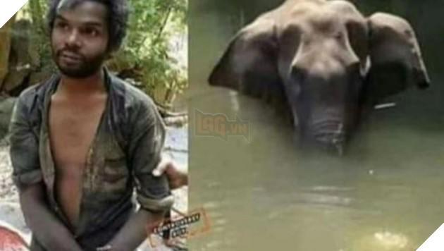 Vụ voi ăn dứa nhồi pháo nổ: Người chết bị dựng dậy vì nghi là thủ phạm