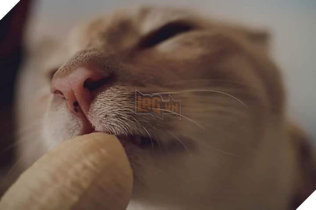 Bậc nhất tiểu tam tung bộ ảnh ăn chuối nhạy cảm gây sốt cộng đồng mạng