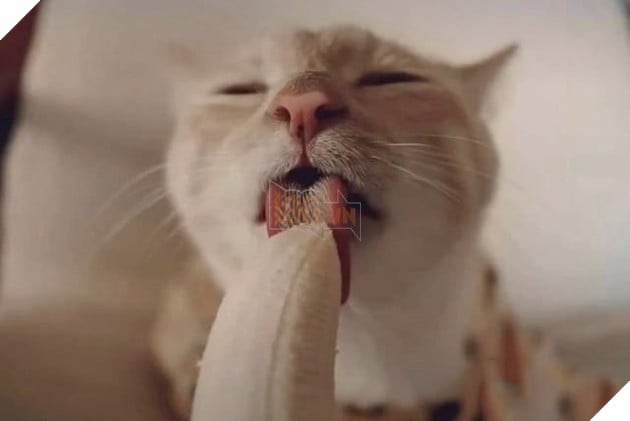 Bậc nhất tiểu tam tung bộ ảnh ăn chuối nhạy cảm gây sốt cộng đồng mạng