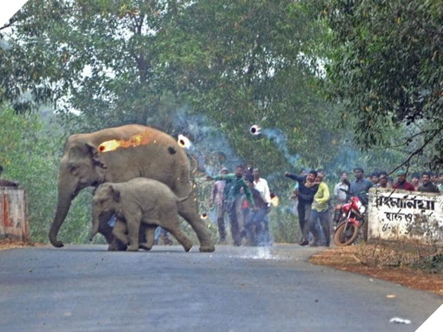 Thêm hình ảnh gây phẫn nộ tột cùng: Mẹ con nhà voi vào làng xin ăn, bị dân ném cầu lửa và đá xua đuổi không thương tiếc - Ảnh 2.