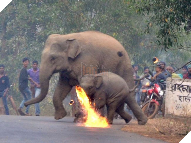 Thêm hình ảnh gây phẫn nộ tột cùng: Mẹ con nhà voi vào làng xin ăn, bị dân ném cầu lửa và đá xua đuổi không thương tiếc - Ảnh 1.