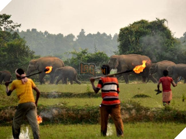 Thêm hình ảnh gây phẫn nộ tột cùng: Mẹ con nhà voi vào làng xin ăn, bị dân ném cầu lửa và đá xua đuổi không thương tiếc - Ảnh 3.