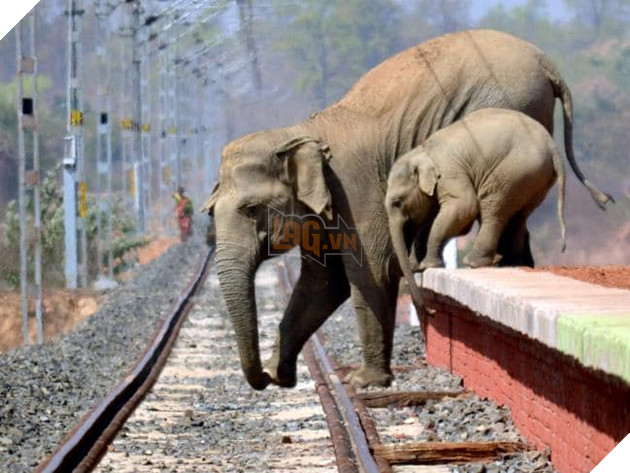 Thêm hình ảnh gây phẫn nộ tột cùng: Mẹ con nhà voi vào làng xin ăn, bị dân ném cầu lửa và đá xua đuổi không thương tiếc - Ảnh 4.