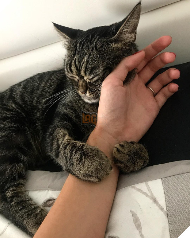 Mặt lúc nào cũng không vui vẻ hay quạu, chú mèo khó ở vẫn được dân mạng săn đón nhiệt tình vì chính sự độc đáo của mình - Ảnh 6.