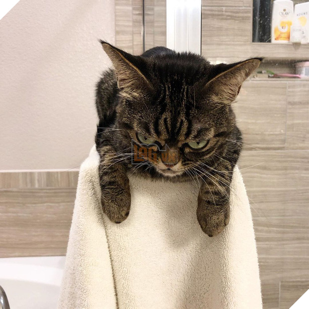 Mặt lúc nào cũng không vui vẻ hay quạu, chú mèo khó ở vẫn được dân mạng săn đón nhiệt tình vì chính sự độc đáo của mình - Ảnh 3.