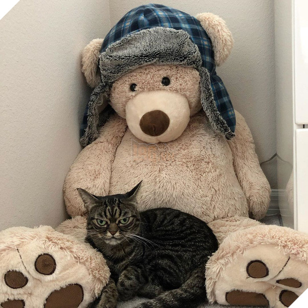 Mặt lúc nào cũng không vui vẻ hay quạu, chú mèo khó ở vẫn được dân mạng săn đón nhiệt tình vì chính sự độc đáo của mình - Ảnh 4.