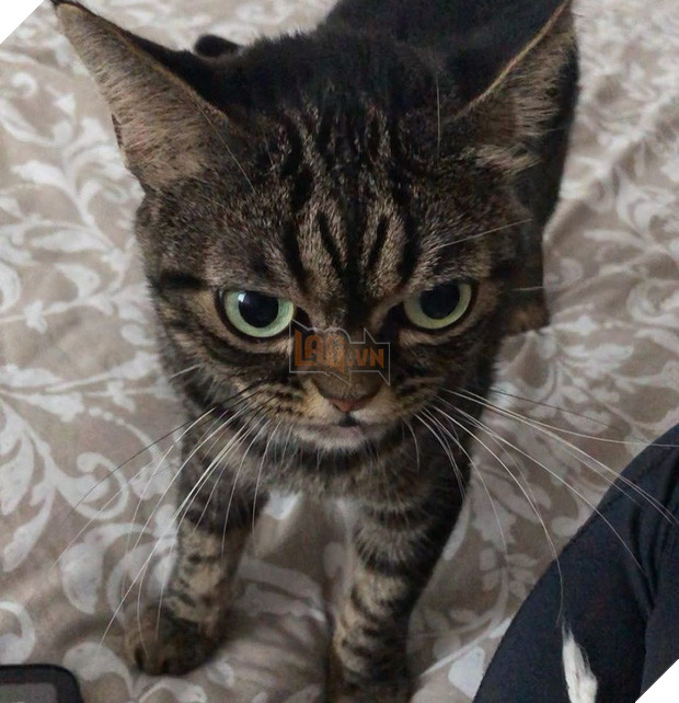 Mặt lúc nào cũng không vui vẻ hay quạu, chú mèo khó ở vẫn được dân mạng săn đón nhiệt tình vì chính sự độc đáo của mình - Ảnh 5.