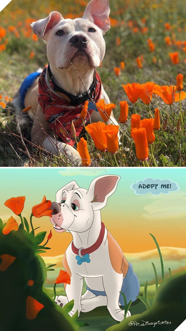 Loạt ảnh chàng hoạ sĩ biến thú cưng thành nhân vật hoạt hình đáng yêu vô đối 10