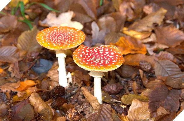 Ăn nấm ảo trong phân người, chó pug ốm đến nhập viện - Ảnh 1.