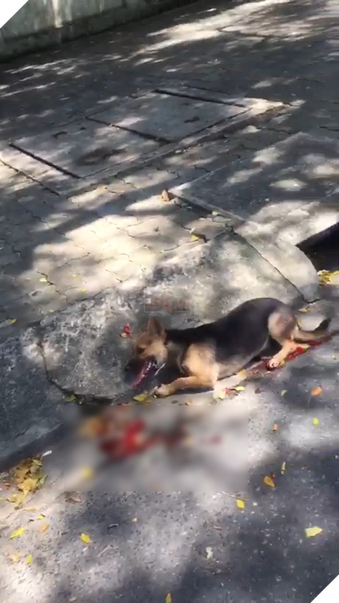 Chú chó đáng thương bị lôi đi giữa trời nắng